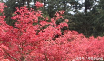 楓情萬種之日本紅楓紅舞姬