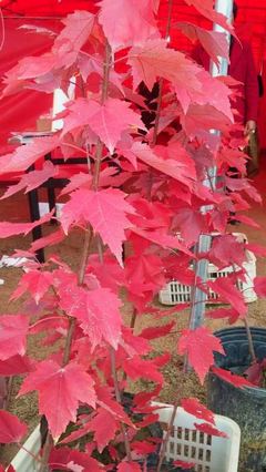 4公分紅楓價格-銀杏基地紅楓價格-紅楓價格(查看)