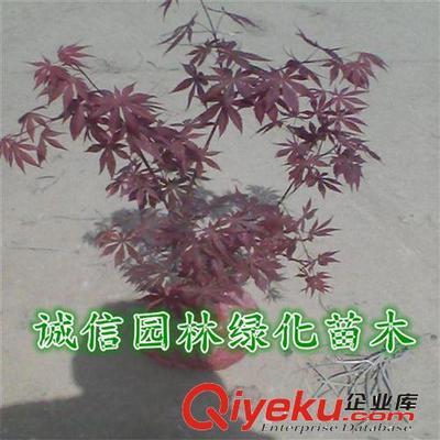 紅楓樹 紅楓樹苗 紅楓苗 紅楓盆景 日本紅楓樹 日本紅楓樹苗-沭陽縣誠信園林綠化苗木基地提供紅楓樹 紅楓樹苗 紅楓苗 紅楓盆景 日本紅楓樹 日本紅楓樹苗的相關介紹、產品、服務、圖片、價格沭陽縣誠信園林綠化苗木基地、喬木;苗木
