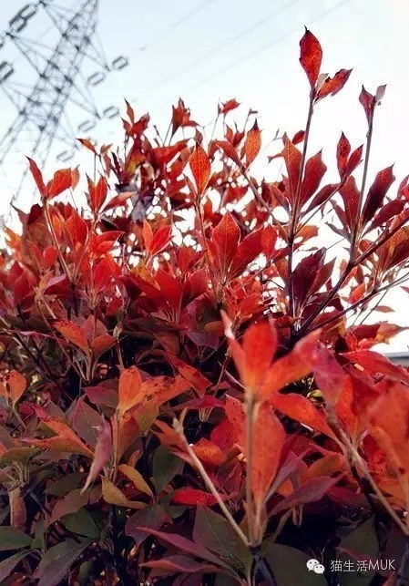 楓葉,你怎么紅得這么任性