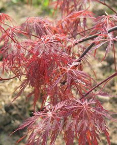 提供鎮江句容市日本紅楓直供