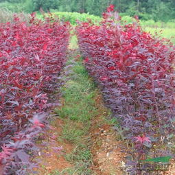 企業動態 江西三農花木園林