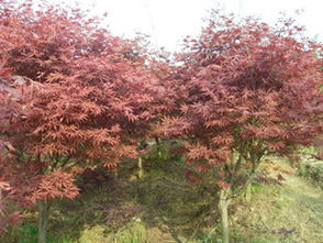 瀏陽市柏加璇豐苗圃信息盡在農(nóng)苗網(wǎng) 第1頁