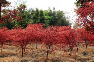 2017日本紅楓價(jià)格參考 日本紅楓市場行情預(yù)測分析