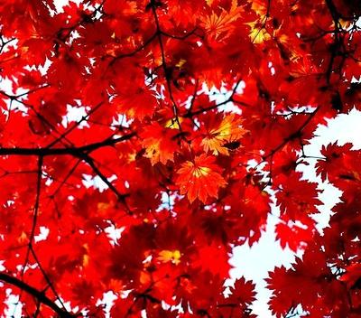 紅楓的病蟲害防治