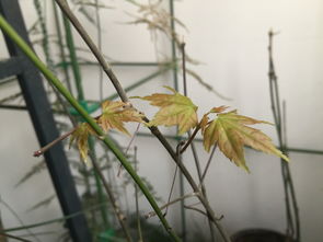 淘寶上買的日本紅楓放陽臺上發芽了,辨別下真偽,謝謝