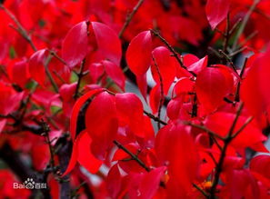 泰安火焰衛矛上哪買,火焰衛矛哪里好