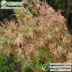 2017日本紅楓蝴蝶楓 長勢旺盛 枝葉繁茂 蝴蝶楓小苗報價報價 江西撫州日本紅楓蝴蝶楓 長勢旺盛