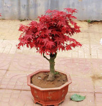 【日本紅楓紅舞妓】最新最全日本紅楓紅舞妓 產品參考信息