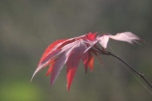 廣西日本紅楓的應用現狀