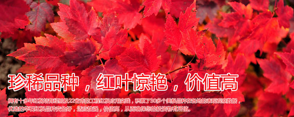紅楓,美國紅楓,日本紅楓-渤海:新區街頭綠化帶呈現&ldquo;野草之美&rdquo;-美國紅楓十月光輝|夕陽紅|紅冠|秋火焰|日本紅楓獅子頭、三河八房、紅三河批發【華石紅楓 tel:4006168511】-7.shmmw.com