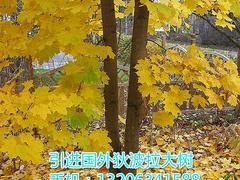 狄波拉黃金楓當選大自然彩葉苗木基地:狄波拉黃金楓代理加盟-山東大自然彩葉苗木繁育基地提供狄波拉黃金楓當選大自然彩葉苗木基地:狄波拉黃金楓代理加盟的相關介紹、產品、服務、圖片、價格狄波拉黃金楓、美國紅楓、耐熱白樺、黃金楓、錦葉欒、日本紅楓、