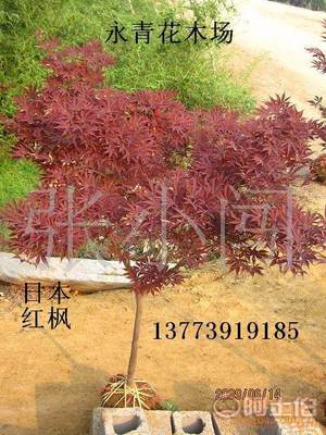 【現貨出售3公分日本紅楓、中國紅楓、基地實物照片、歡迎選購】 - 產品庫 - 沭陽縣永青花木場