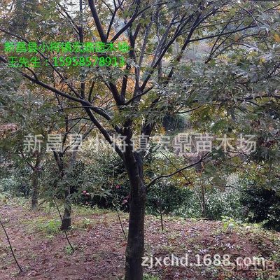 【日本紅楓小苗浙江日本紅楓苗木低價批發(fā)處理價格實惠】新昌縣小將鎮(zhèn)宏鼎苗木場 - 產(chǎn)品庫