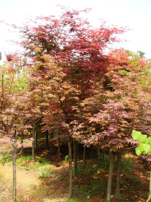 瀏陽佳智苗圃引進美國紅楓/日本紅楓 品種經(jīng)過改良 適宜南方生存