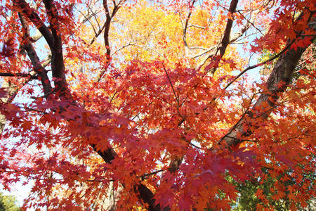 楓葉在秋天在韓國相似素材圖片第8頁-攝圖新視界