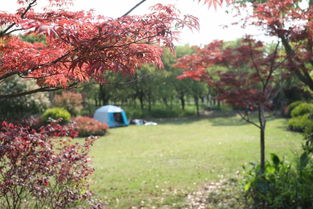 上海楓樹最多的公園是哪個 上海紅楓節(jié)后天就將在這座公園開幕