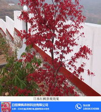 日照舜楓 吉林日本紅楓 日本紅楓哪里便宜