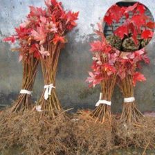 日本紅楓三季紅