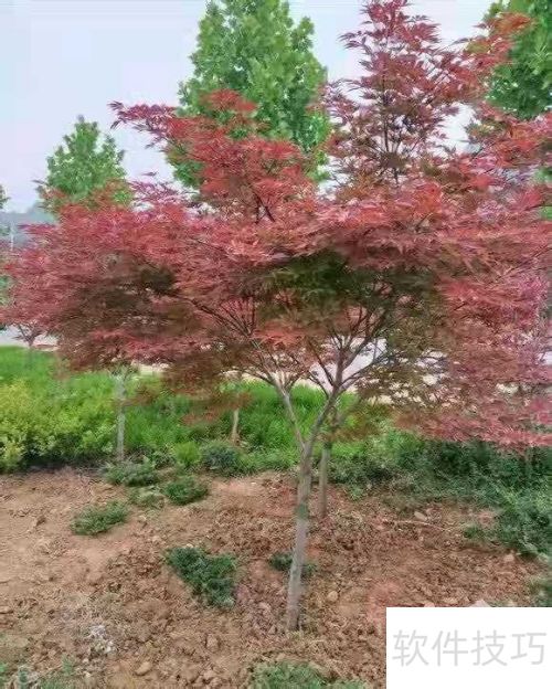 紅楓養護指南 如何讓紅楓健康成長