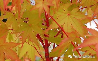 我的日本紅楓種植初體驗(yàn)