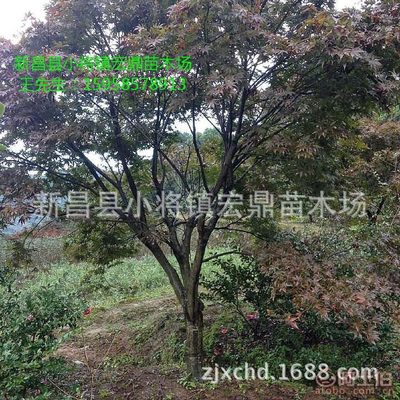 【日本紅楓小苗浙江日本紅楓苗木低價(jià)批發(fā)處理價(jià)格實(shí)惠】新昌縣小將鎮(zhèn)宏鼎苗木場 - 產(chǎn)品庫