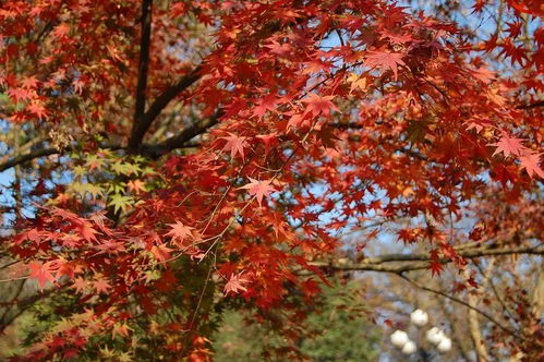攻略 南京紅楓,獨(dú)特風(fēng)韻能和日本京都媲美