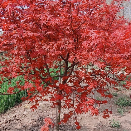 云南昆明日本紅楓 價(jià)格行情走勢 - 一畝田