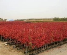 【日本紅楓樹】_綠植園藝價格_最新最全綠植園藝返利優惠_一淘網
