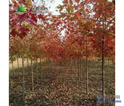 【好景園林批發(fā)彩色樹種美國紅楓花木基地直銷美國紅楓小苗日本紅楓苗】沭陽縣好景園林綠化苗木場 - 產(chǎn)品庫