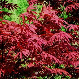 日本紅楓 橙之夢 與中國紅楓的區(qū)別