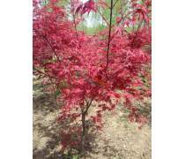 【航之綠苗圃批發(fā)新采摘楓樹種子青楓種子美國日本紅楓三角楓發(fā)芽率高量大從優(yōu)】沭陽縣航之綠花卉苗木場 - 產(chǎn)品庫