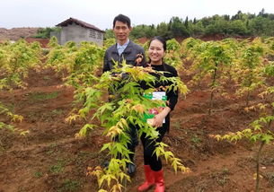 分享華彩三農(nóng)基地實拍圖 日本紅楓橙之夢