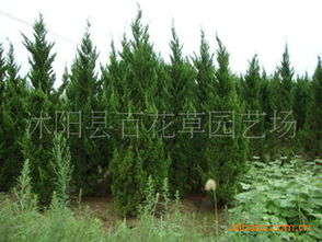 花卉種子 種苗產(chǎn)品列表 007商務(wù)站 全球網(wǎng)上貿(mào)易平臺 第89頁