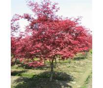 【恒昌種業(yè)美國紅楓樹苗紅點紅冠秋火焰小苗嫁接日本紅楓小苗紅舞姬四季紅楓苗】鹽城市亭湖區(qū)城西恒昌花木經(jīng)營部 - 產(chǎn)品庫