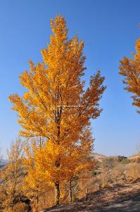 日本紅楓赤金楓 秋日園林的璀璨明珠