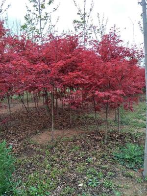 山東青島彩虹谷農場 日本紅楓紅舞姬，僅20元/株，打造園林藝術新境界