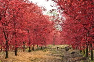 比古鎮更美的絕密基地，99%的成都人都沒去過的日本紅楓秘境