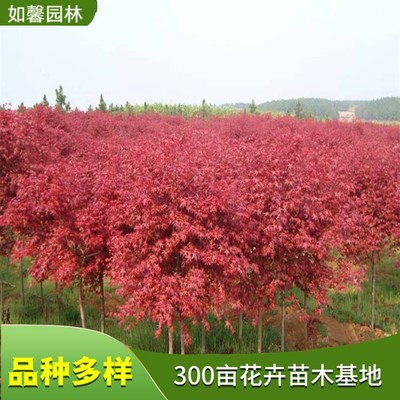 日本紅楓 園林綠化與街道景觀的理想彩葉樹(shù)種