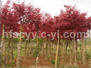 紅楓之美 中國(guó)紅楓與日本紅楓對(duì)比淺析