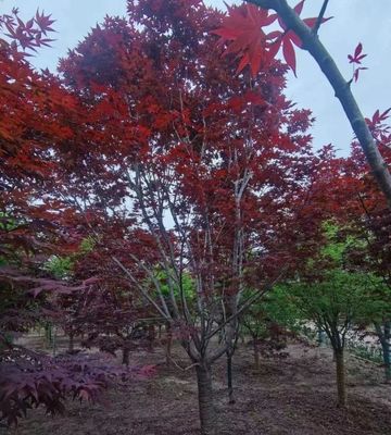 園林綠化新貴 日本紅楓與中國(guó)紅、美國(guó)紅楓的精品化培育之路